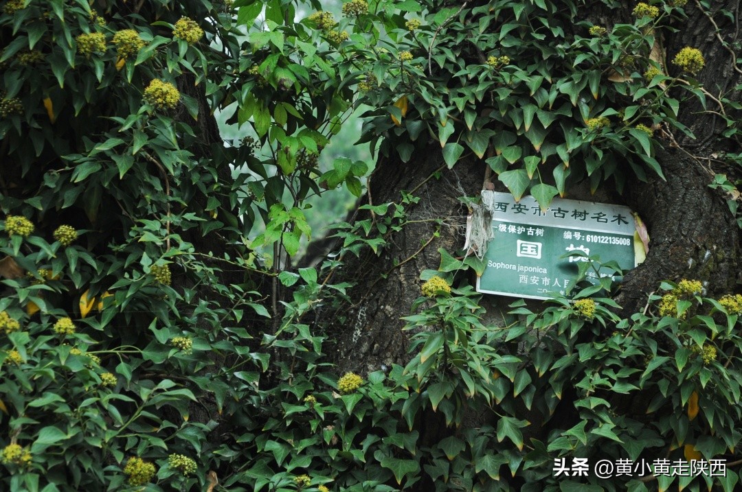 秦岭哪儿还有七叶一枝花,美到心动