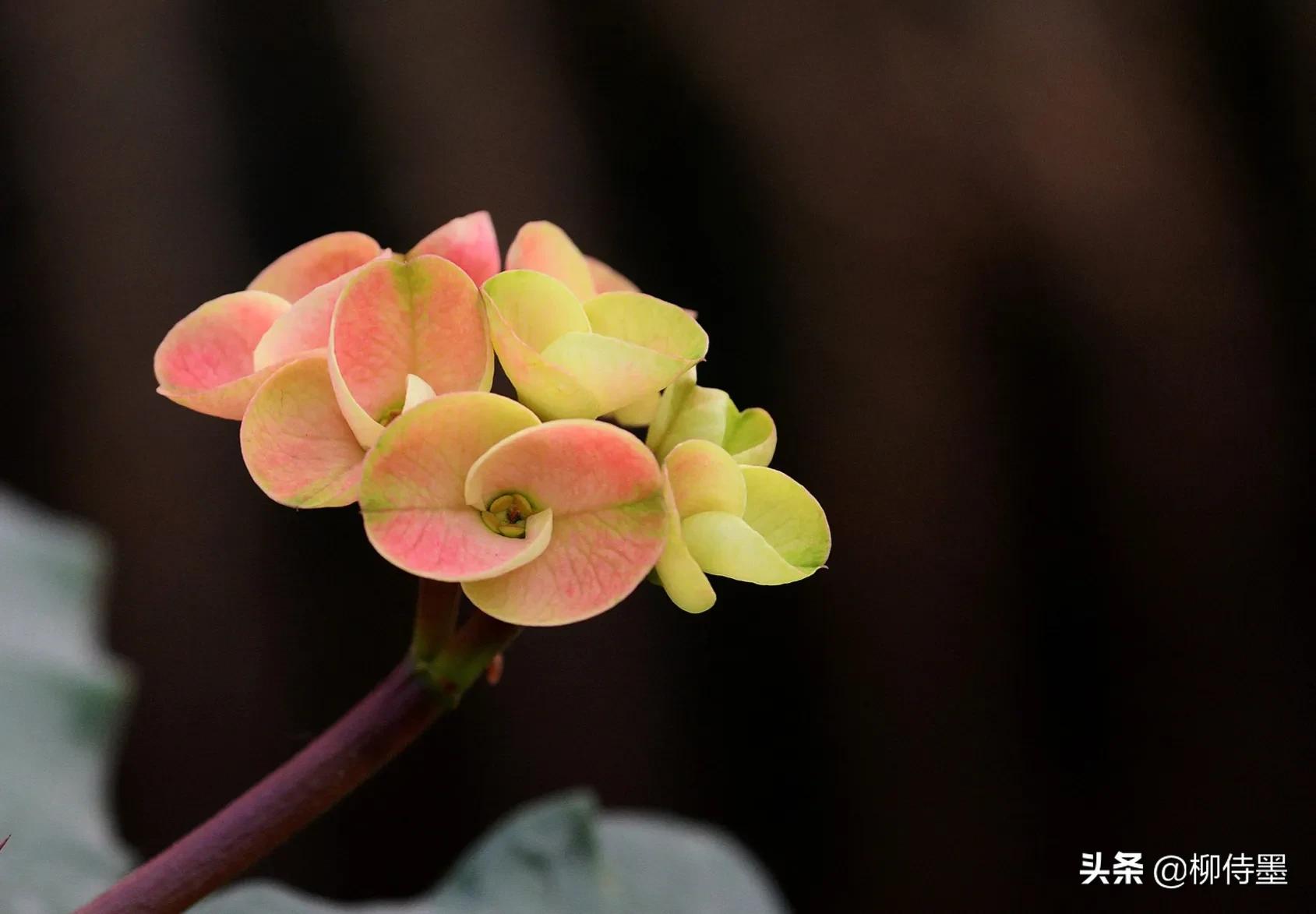 花朵唯美拍照,花朵如何拍摄唯美