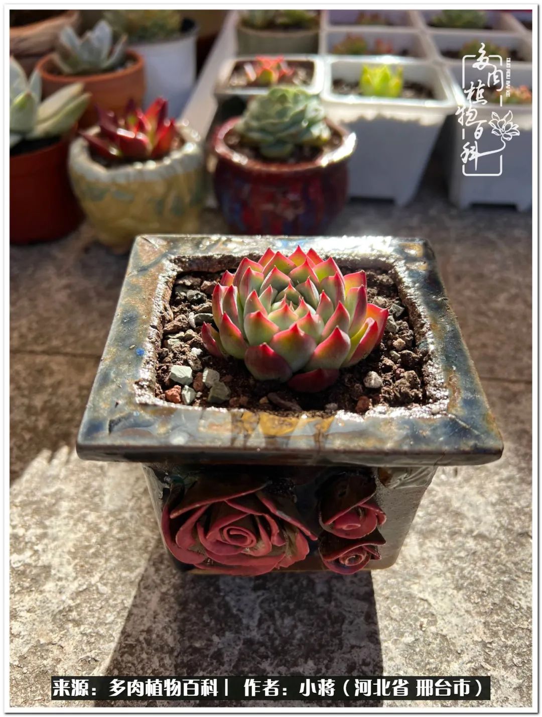 我与多肉植物之间的故事,我和多肉十二卷的故事100字