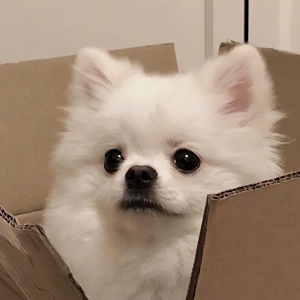 狗界十二大颜值,狗界公认美人