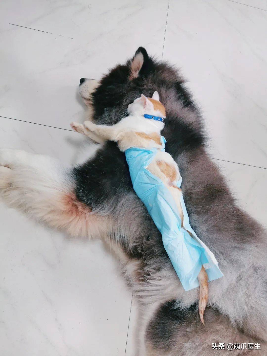 这只叫“长生”的猫咪，真实身份是美人鱼