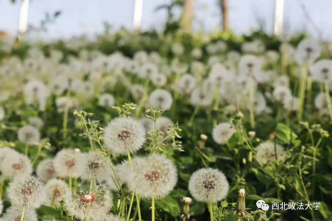 西法大到底是什么,西法大是什么意思网络用语