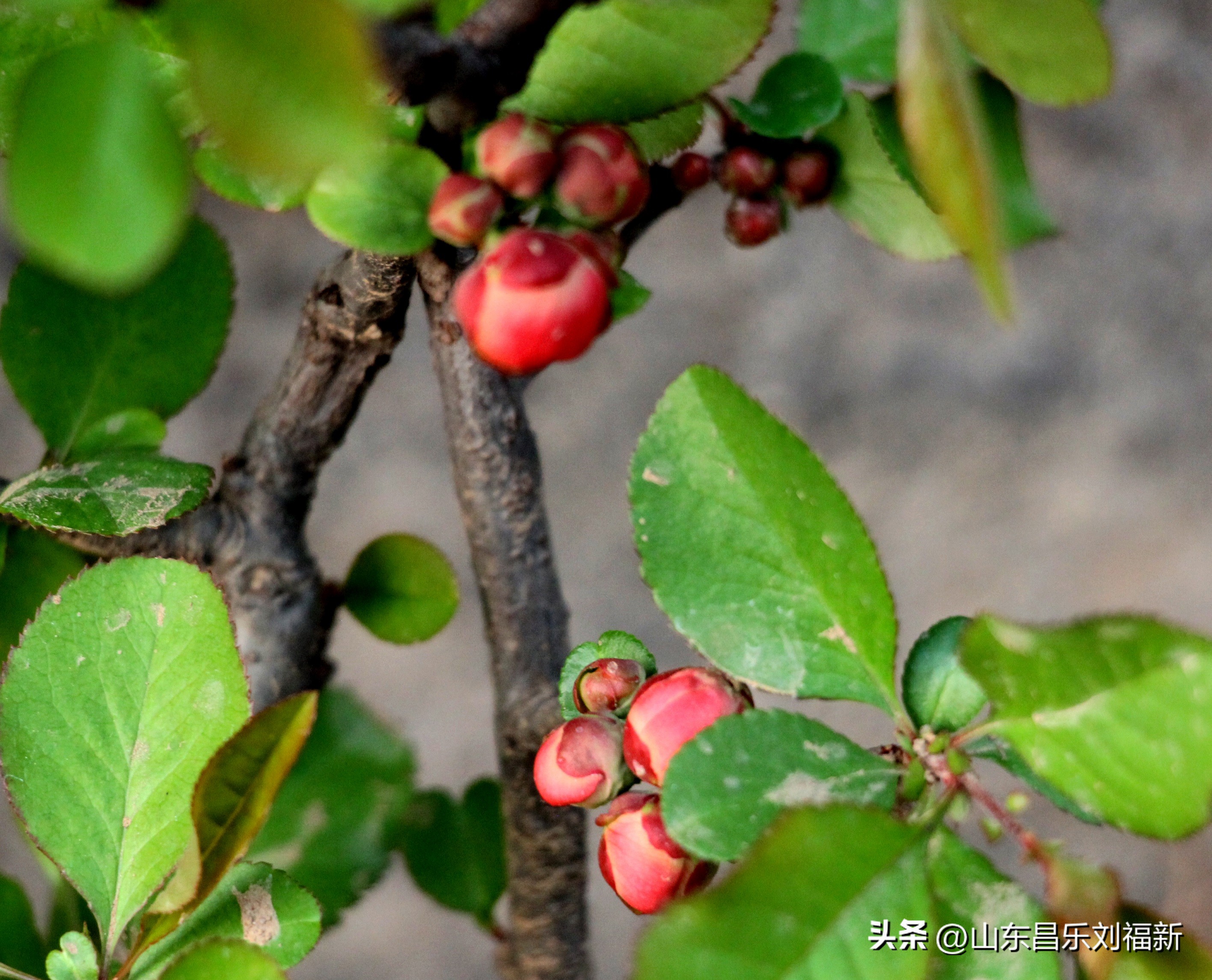 2023年3月中旬散拍·一点儿感受