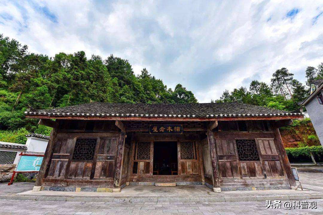 金丝楠木有多贵树苗才12元一棵,金丝楠木树价值两亿多