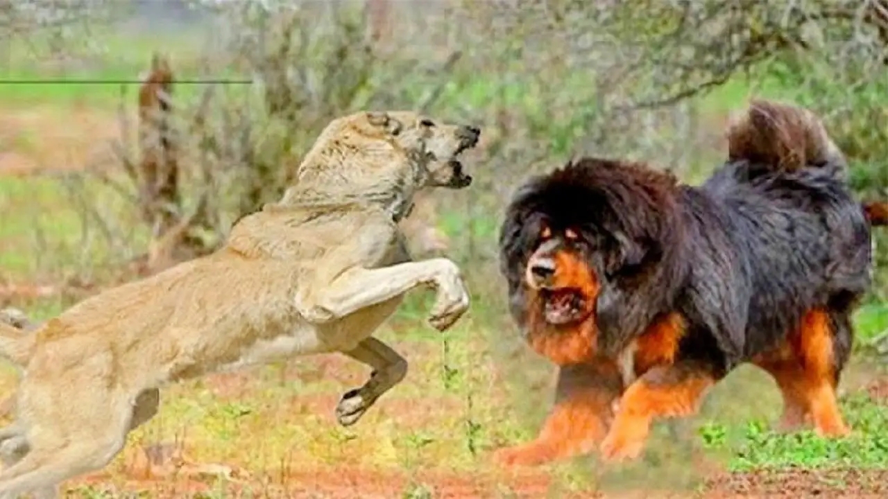 独狼袭击羊群被不到1岁藏獒赶跑,独狼袭击羊群被不到一岁藏獒赶跑