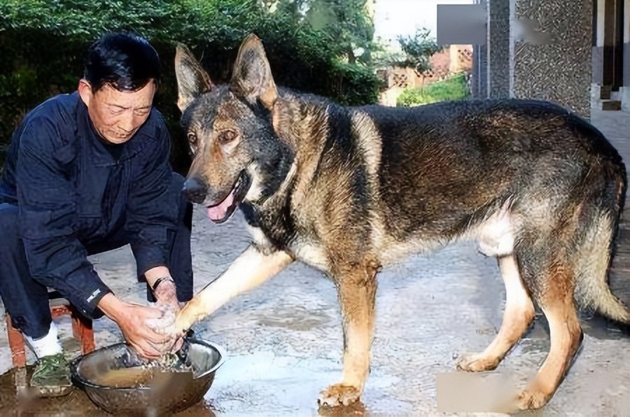 昆明犬的毛病,昆明犬的优缺点