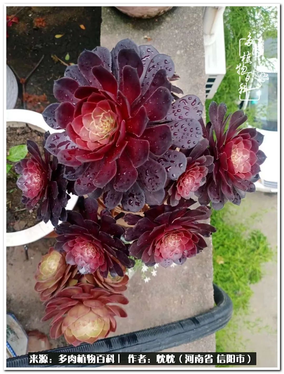 携一人白首择一城终老心之向往,携一人之手择一城终老图片