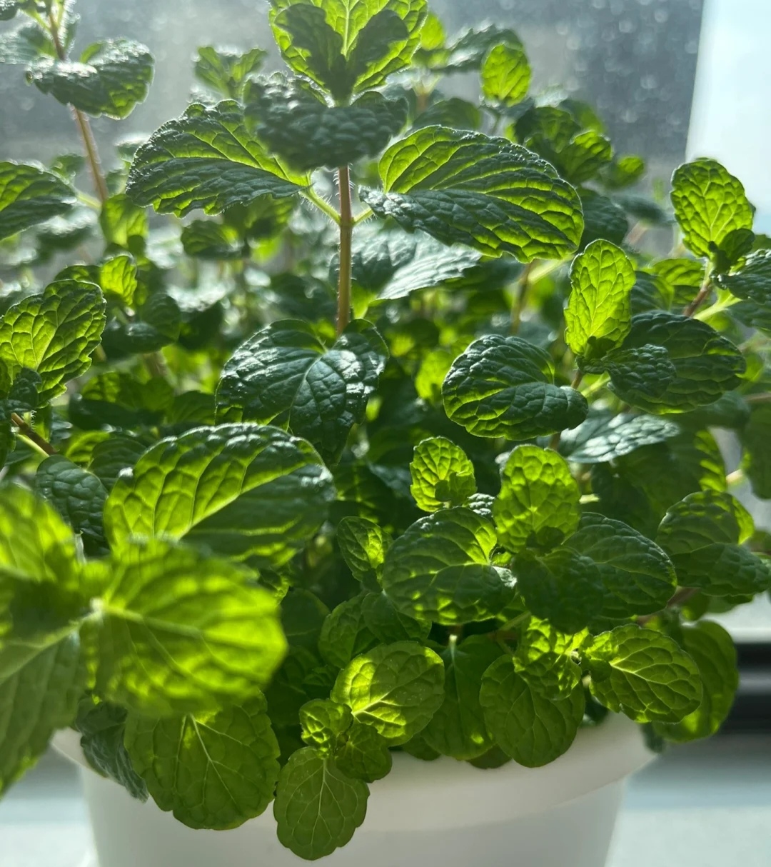 家庭客厅养什么花好看又旺财,客厅最吉祥的三种花