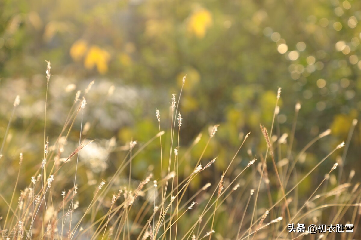 小满三候的古诗,小满三候的诗歌