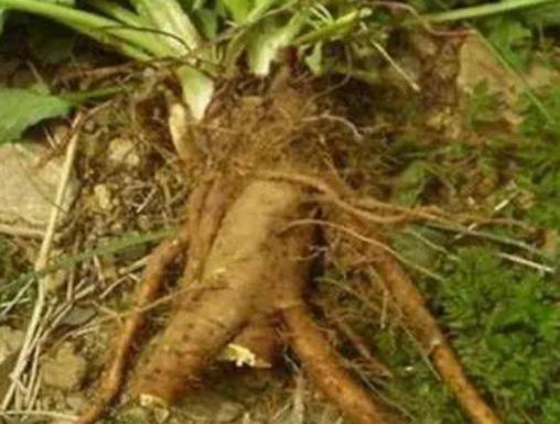 山东大妈人参,山东大妈家中人参值千万