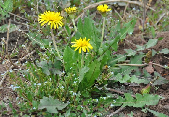 我和中医药的故事绘画,我和中医药的故事作文500字