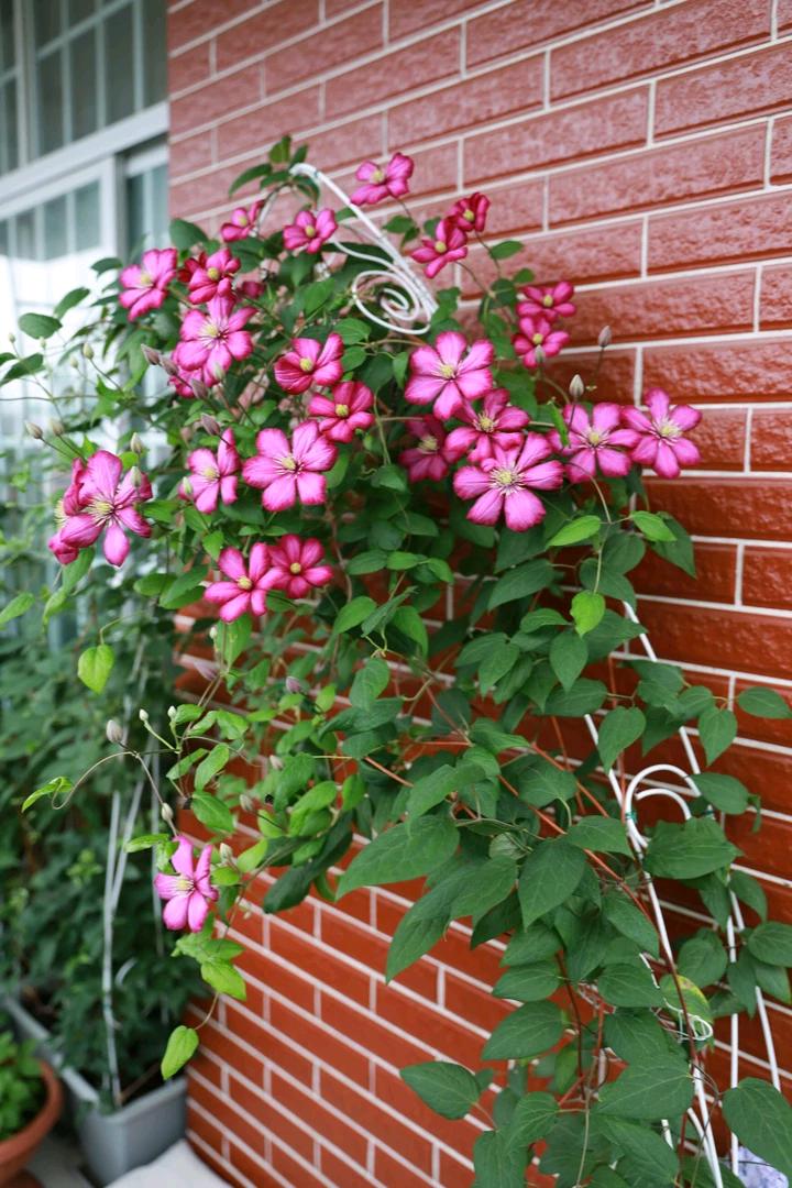 10种“漂亮花”，开花红艳艳，美得不可方物，客人来了走不动道