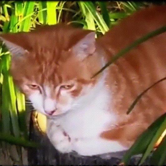 流浪猫和自家猫是怎么取暖的,流浪猫取暖全过程