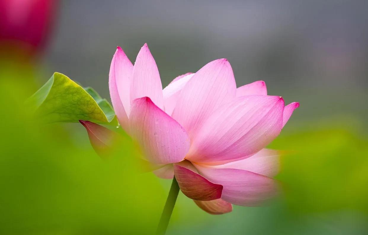 惊艳千年的“花之仙子”，唯美了整个夏天