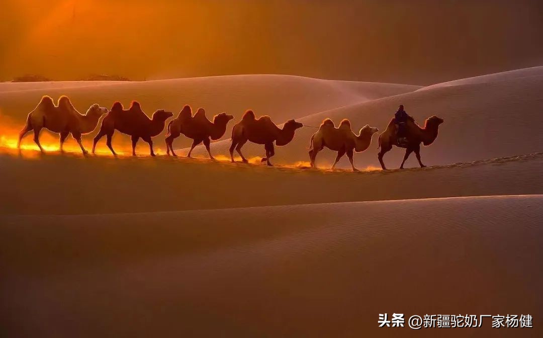 骆驼一般都在哪里出现,骆驼在哪里才有