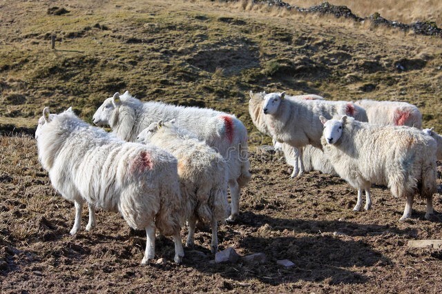 最新羊价与养羊技术,目前羊价养羊利润