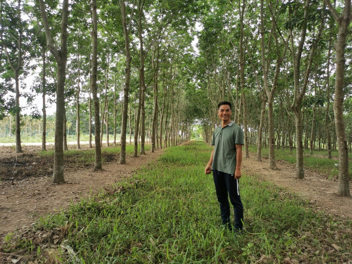 西双版纳翡翠比大理便宜吗,西双版纳被称为绿宝石