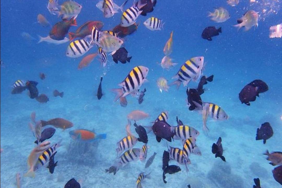 红鱼为什么泛滥成灾,红鱼被吃了