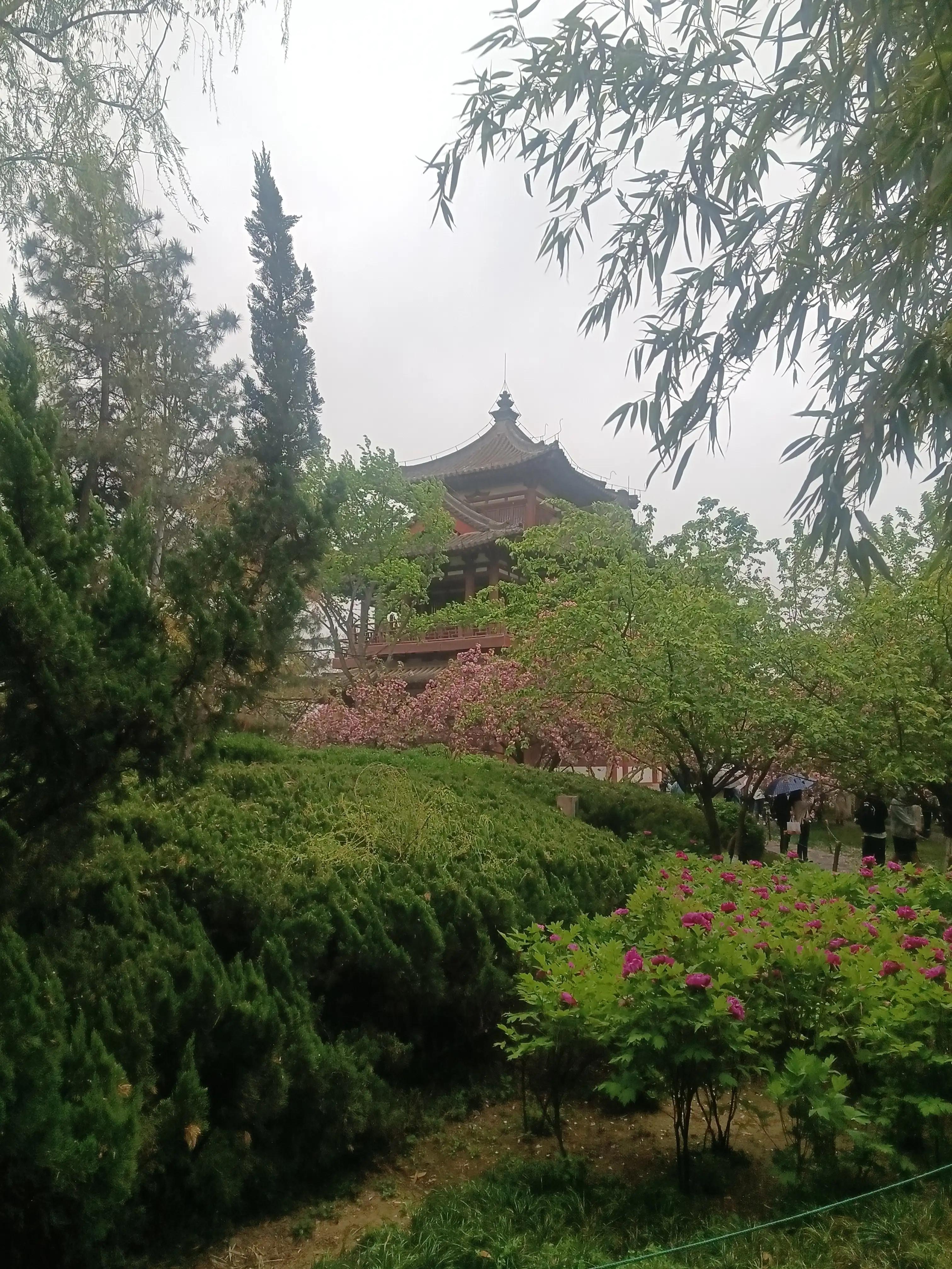 樱花枝头花争艳,西安青龙寺牡丹樱花娇艳盛开