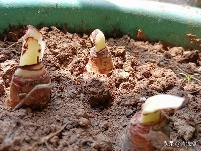 怎么种朱顶红小盆栽,怎样种朱顶红花境才漂亮