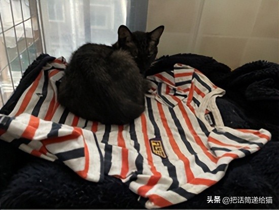 为什么猫咪养着养着就瘦了,猫咪为什么养着养着就发黄了