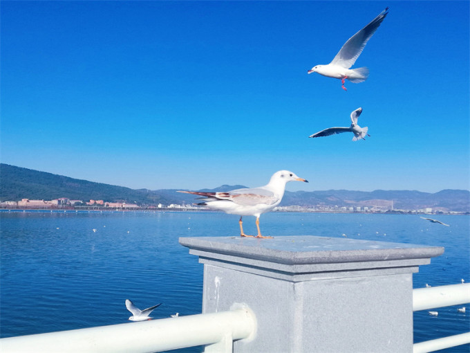 网上报团云南旅游避坑,云南旅游避坑景点有哪些地方