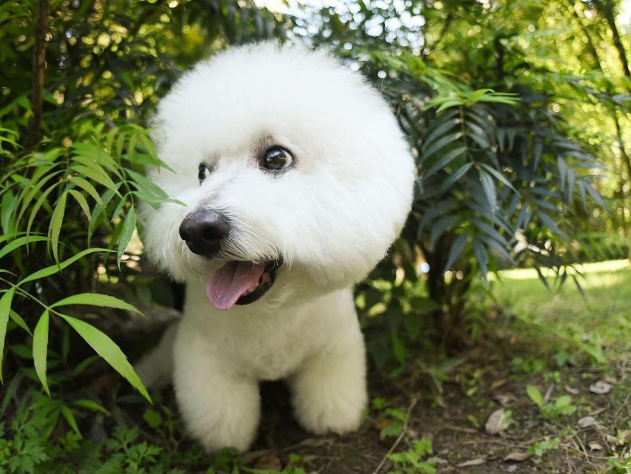 比熊犬的各种动作表示什么,比熊犬的优缺点及性格特点是什么