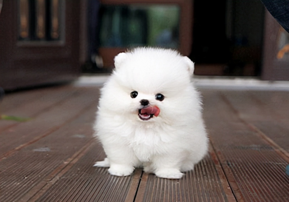 幼犬刚到家狗狗不吃东西了怎么办,狗狗不吃东西怎么办怎么喂