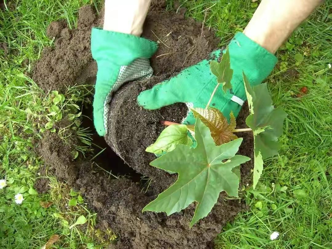 土蚕杀灭方法,辣椒苗里面有土蚕咋办