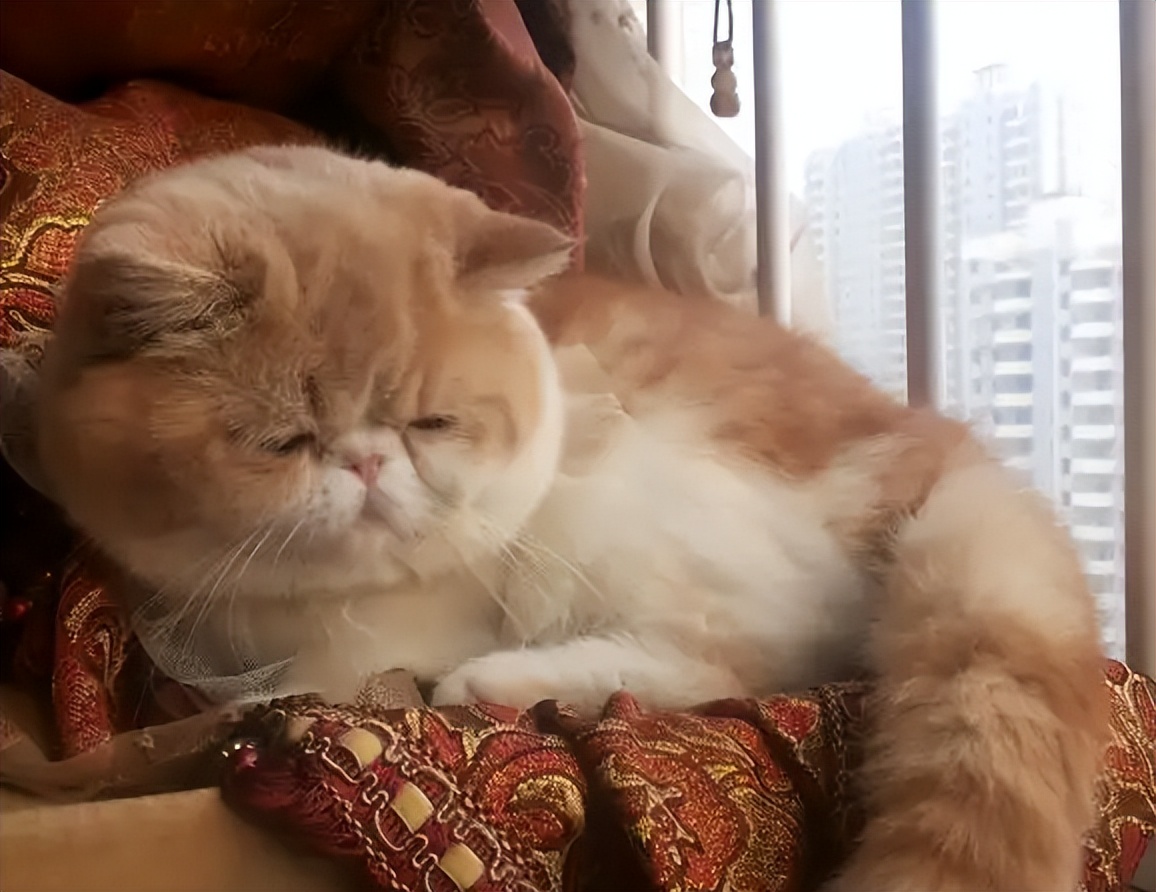 当十二星座遇见小猫咪会怎么样呢,十二星座的专属小猫咪