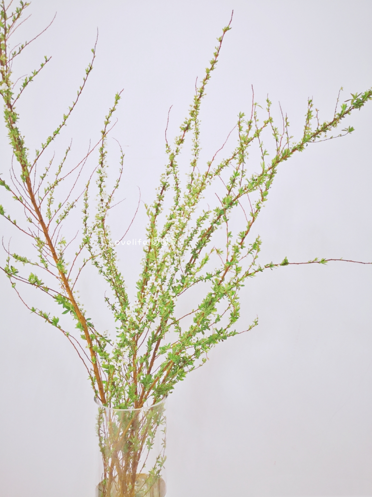 极简省钱又环保的居家生活,4款高颜值家居绿植