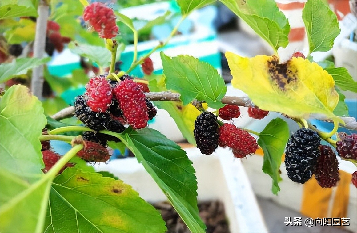 桑树不吉利,桑树不吉祥