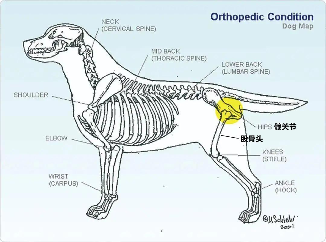 狗狗突然不敢走路怎么回事,小狗经常跑关节会出现问题吗