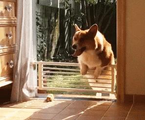 适合家养的狗小型犬温顺,杀伤性大性格温顺的狗有哪些