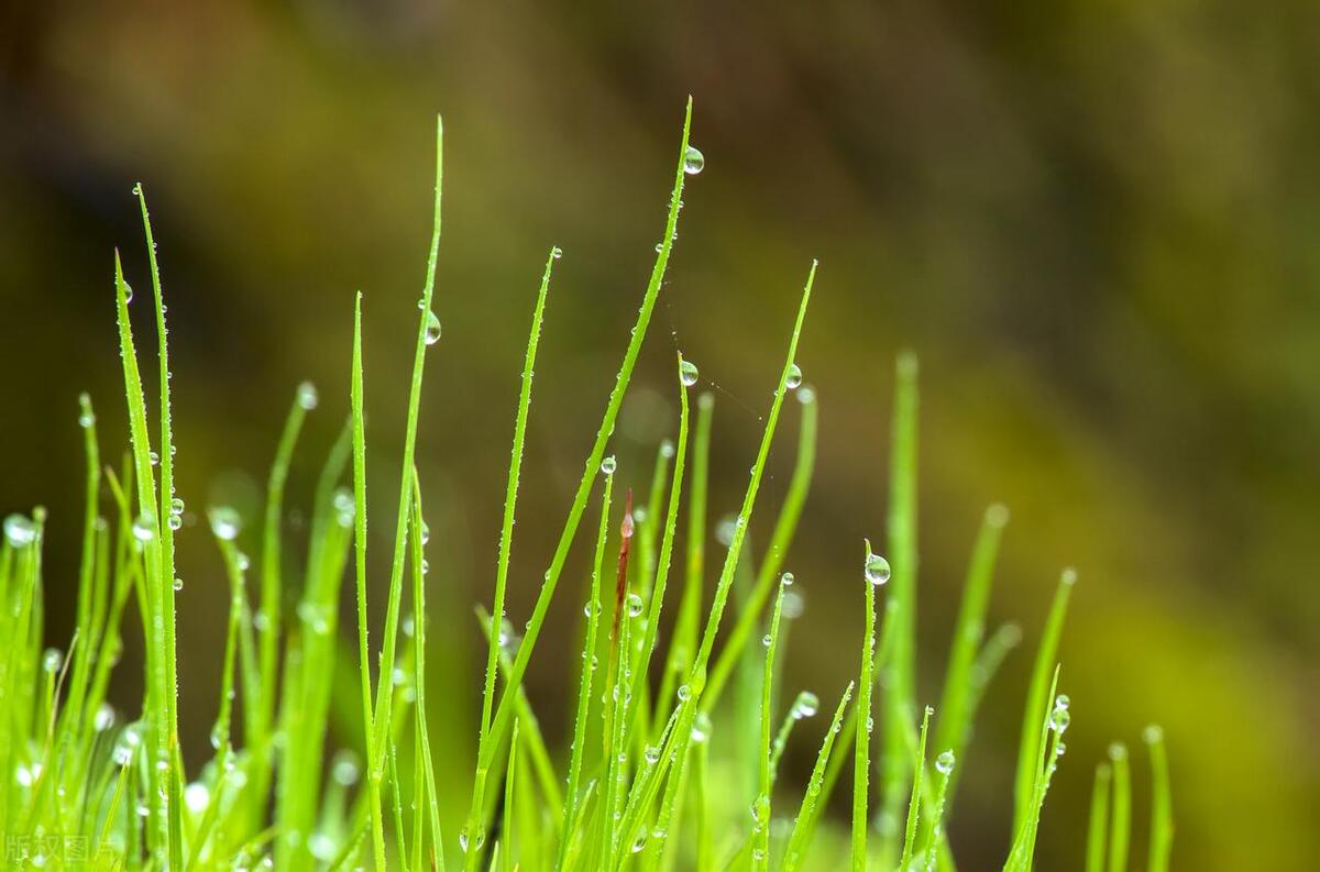 关于小草的诗句古诗名句,小草的诗词名句