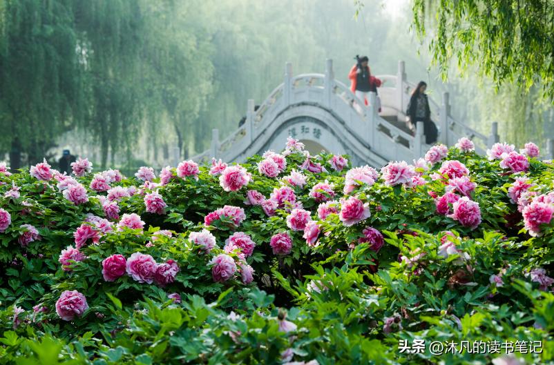 郑州周边，洛阳牡丹一日游，本地人看牡丹的几个地方推荐！