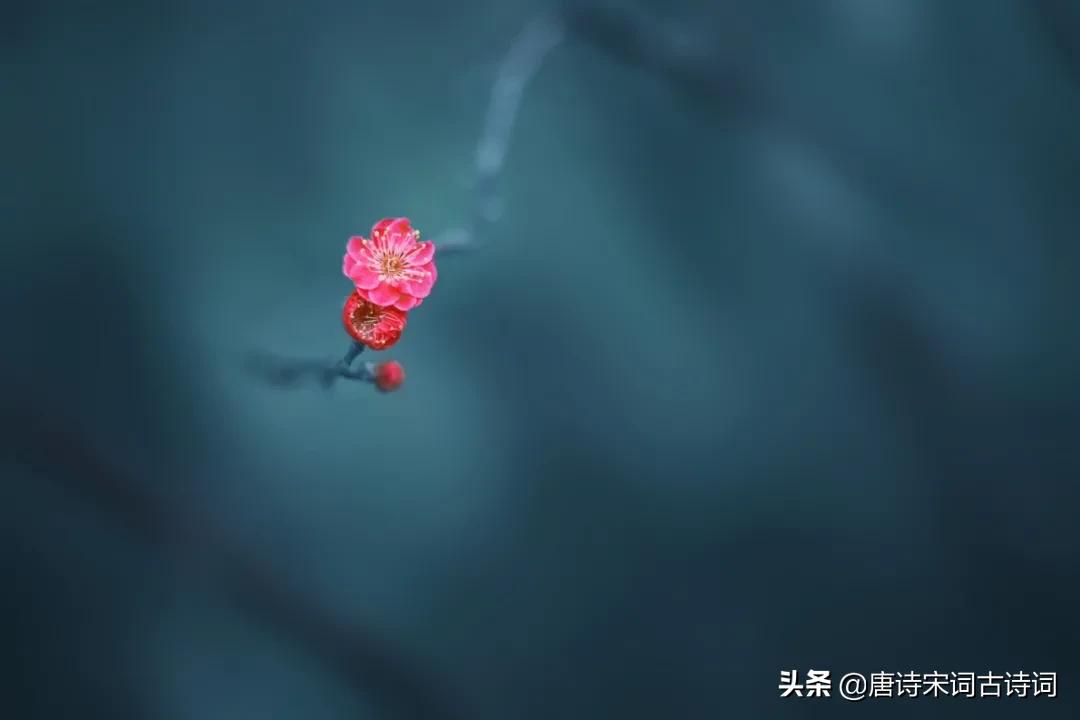 插了梅花便过年文案,过年插梅花的图片