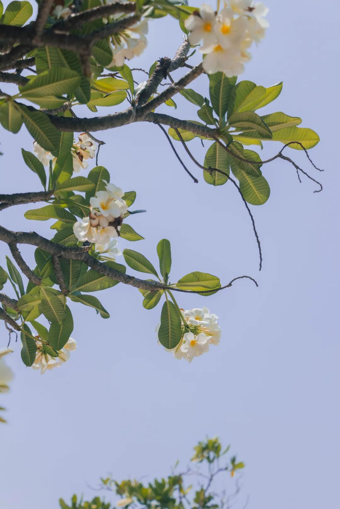 大数据推给想去泰国的朋友，万字长文玩转曼谷芭提雅