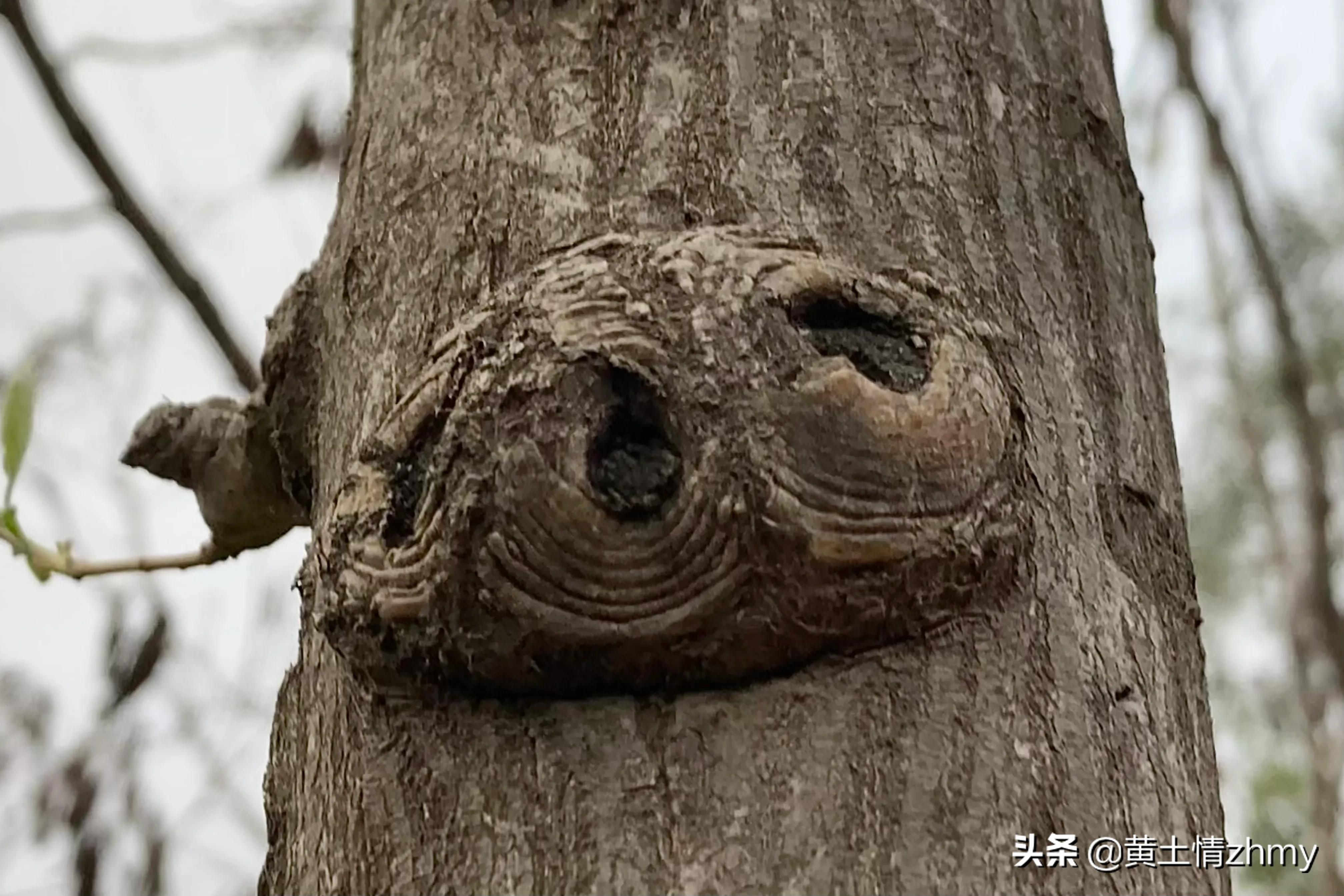 木头瘤疤,奇特的树干造型