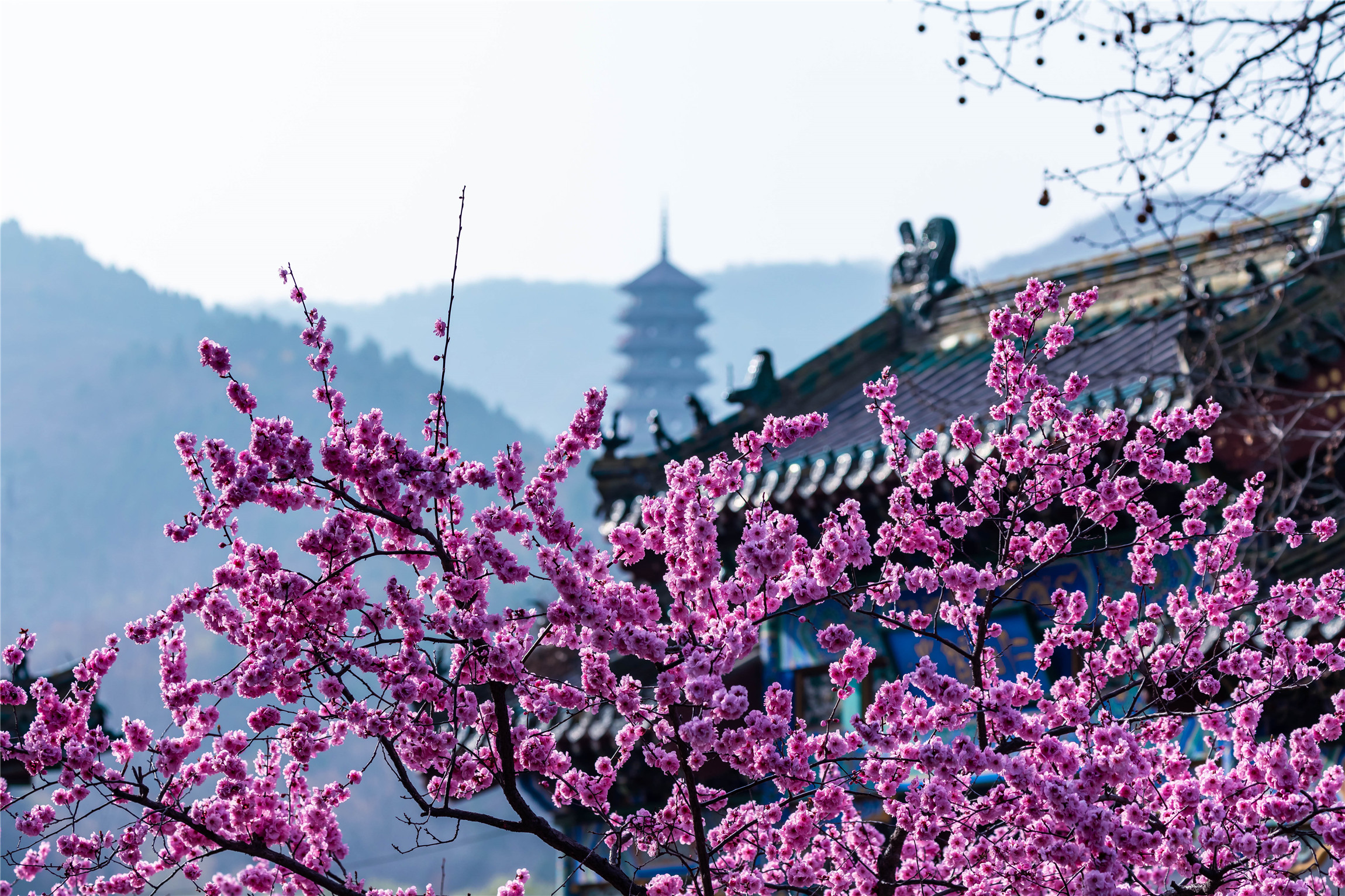 济南红叶谷门票团购9.9元,济南红叶谷优惠活动