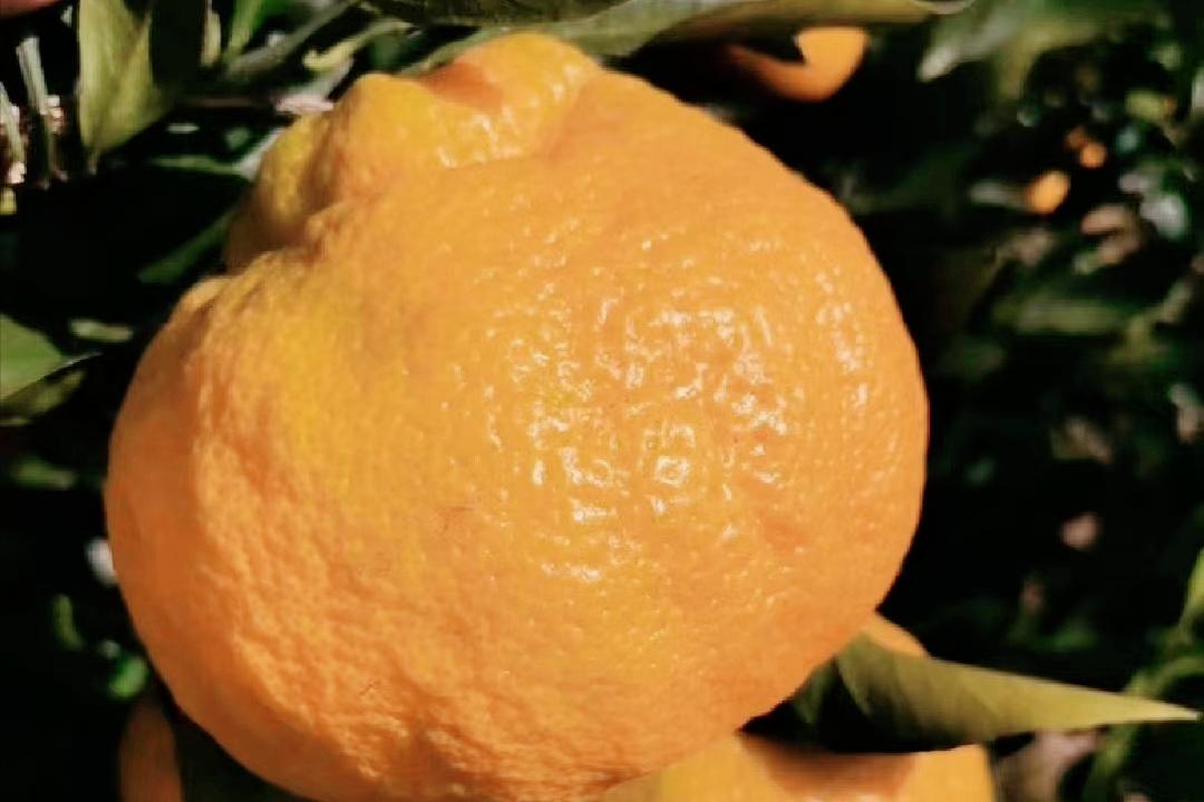 日本柑橘起源,日本柑橘来历