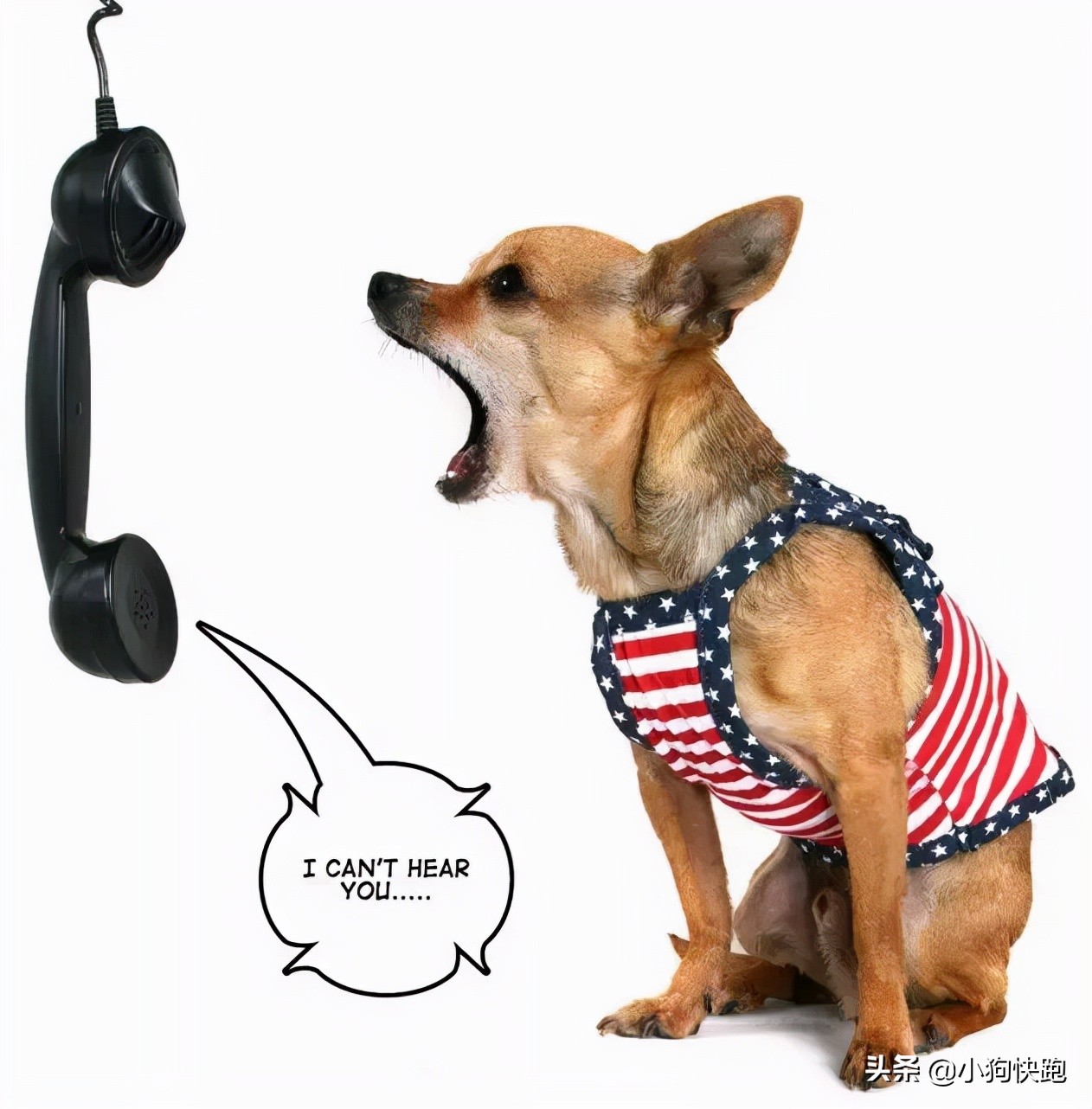 狗狗换了新环境一直叫怎么办,主人不在家狗狗一直叫怎么办