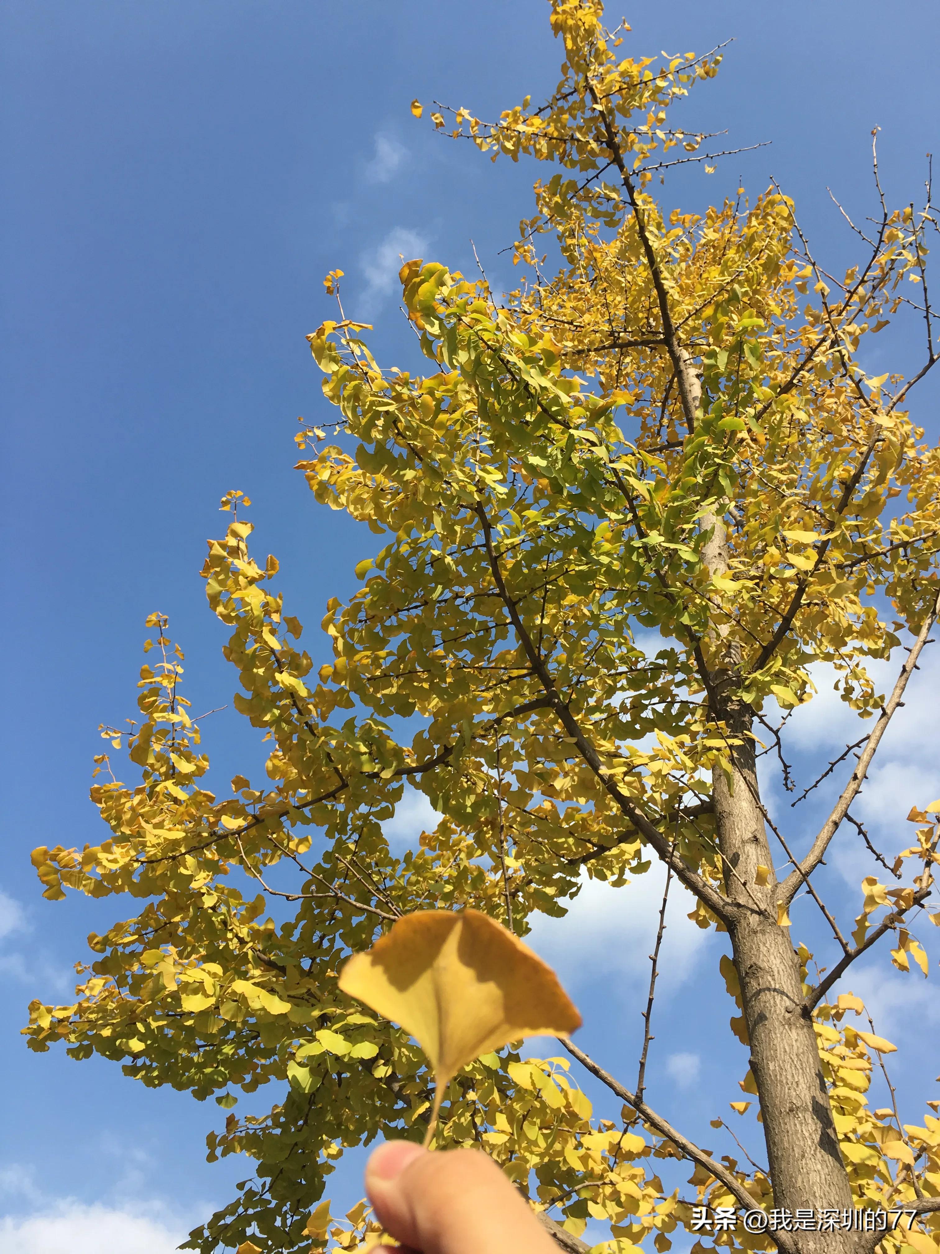 十一月，我在寻找杭州的秋天