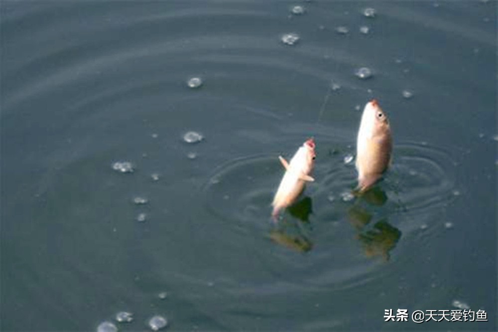 找鱼窝的正确方法冬季野钓鲫鱼,野钓鲫鱼怎样找鱼窝最佳