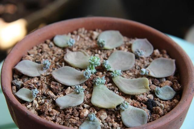 白牡丹叶插怎么养,白牡丹怎么栽培