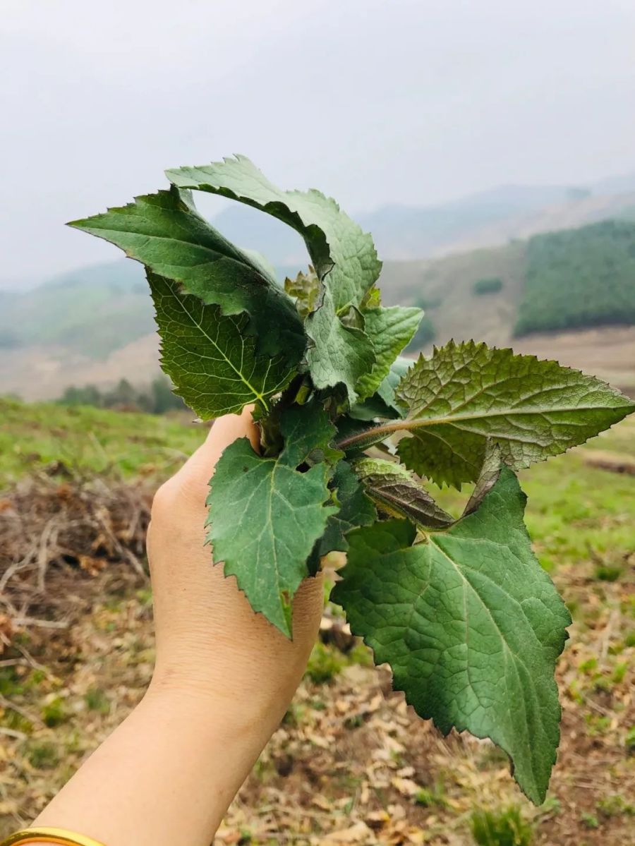自带辛辣味，俗称“大耳毛”，用来包饺子很美味，还能祛风活血