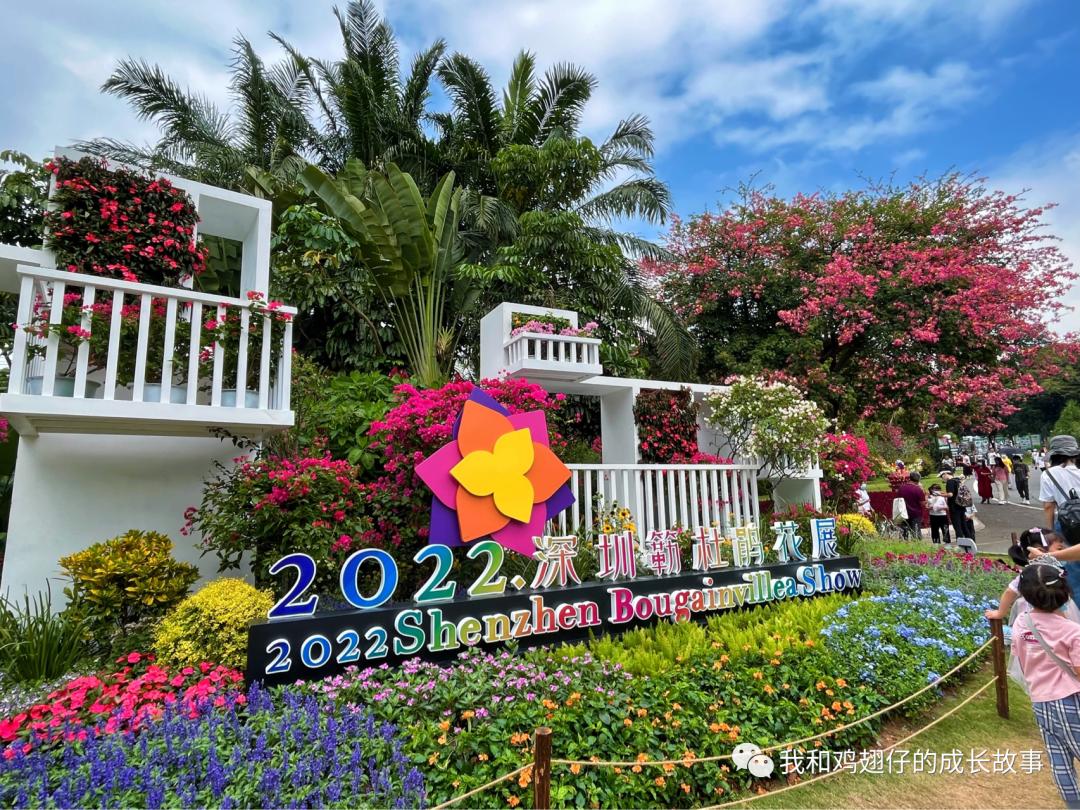 2019深圳莲花山簕杜鹃花展美不美,深圳莲花山一年一度的簕杜鹃花展