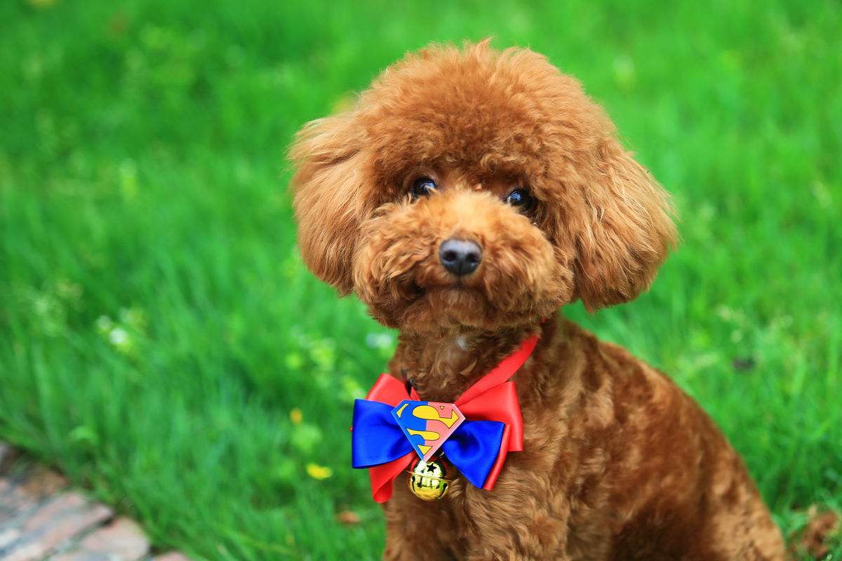 什么宠物狗不掉毛新手好养,具有什么属性的宠物狗好养