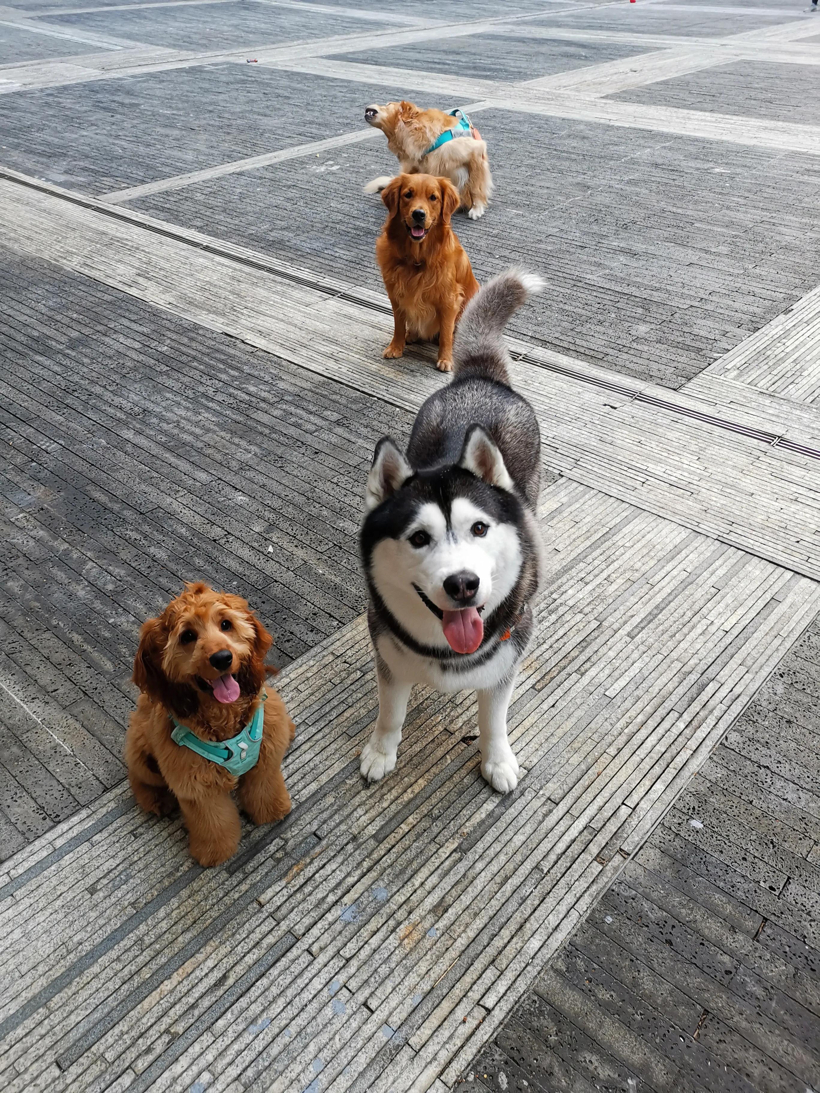 我不是金毛，是英国可卡犬—水煎包的自我介绍,包子麻麻的讲述