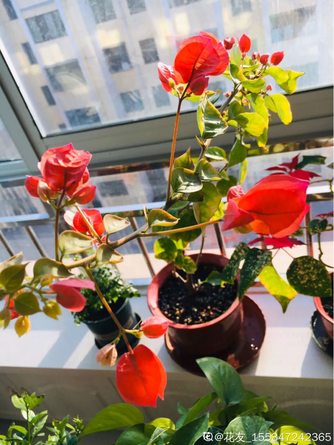 给花剃头,发财树剃光头后发了新芽长不大